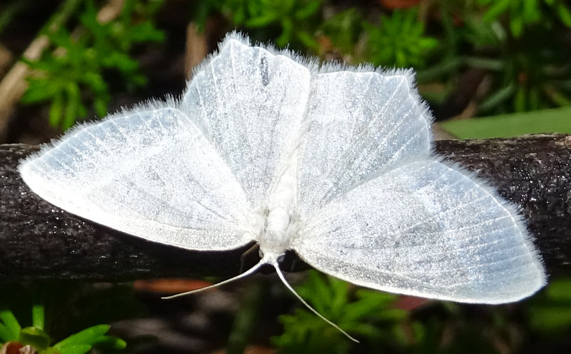 Jodis lactearia - Geometridae